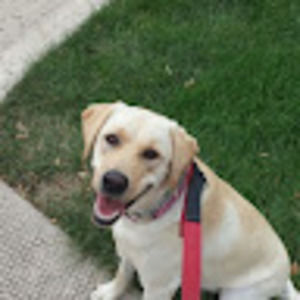 Meet your Posher, Trevor